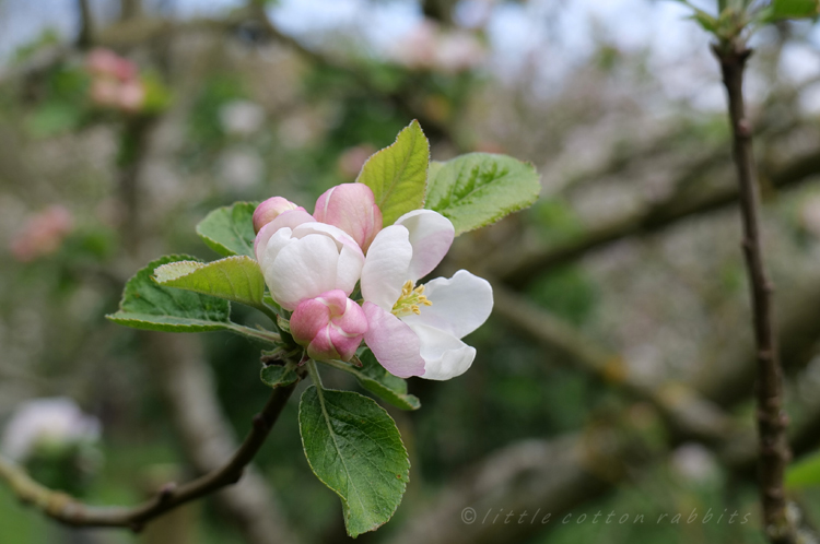 Appleblossom4