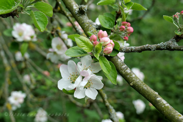 Appleblossom9