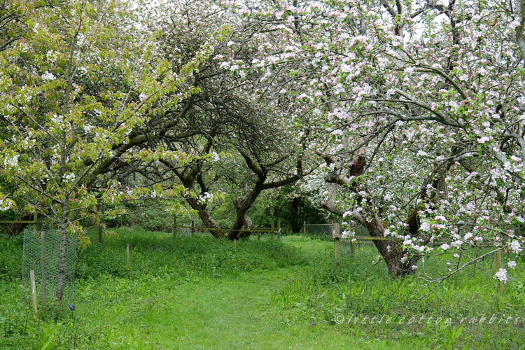 Orchard3