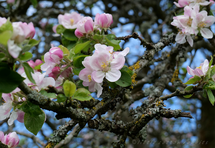 Appleblossom