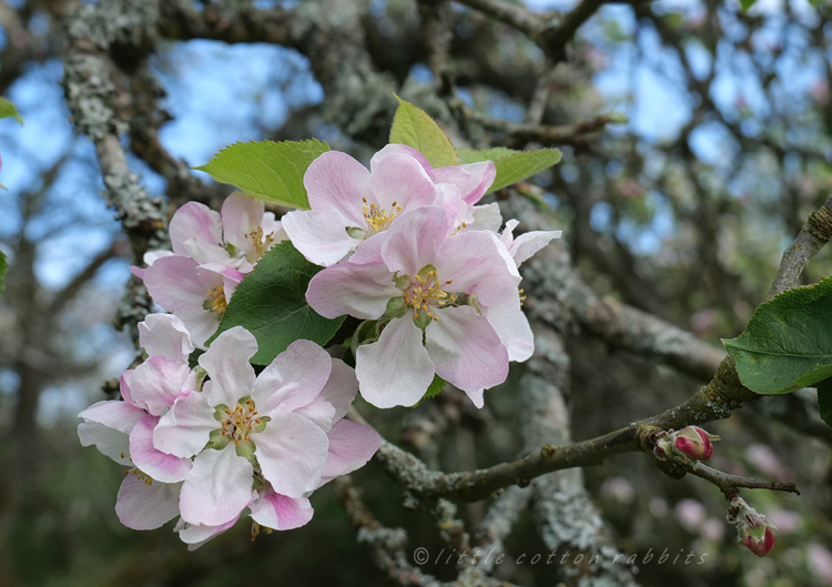 Appleblossom6