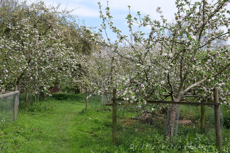 Orchard2