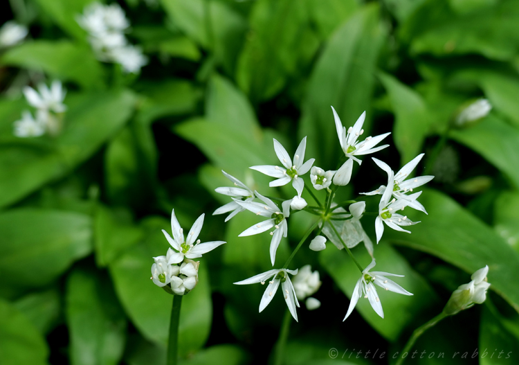 Wild garlic