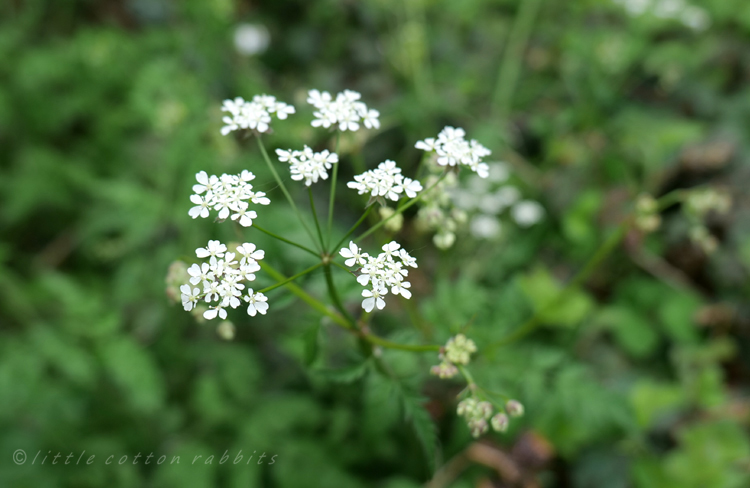 First cowparsley