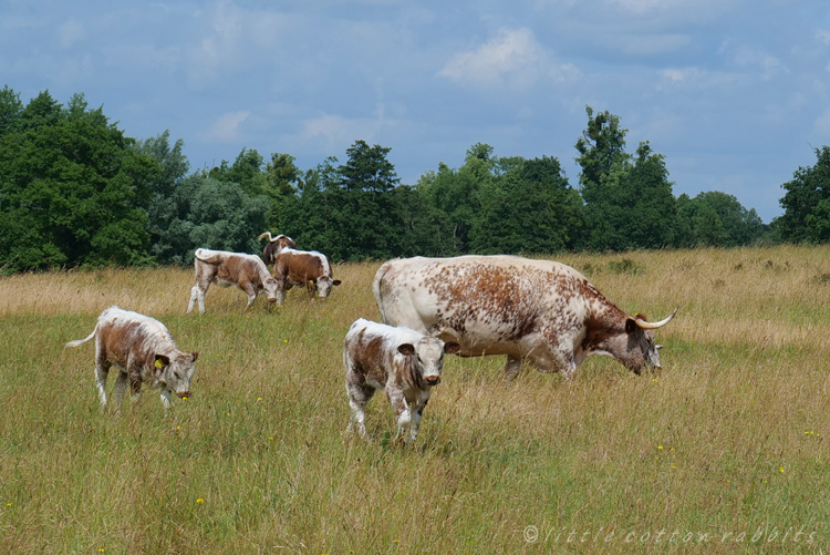 Calves