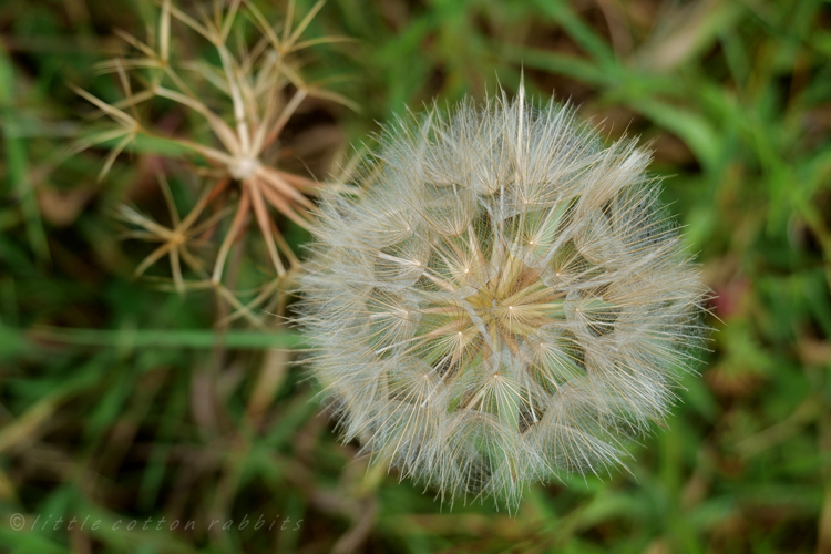 Salsify