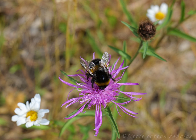 Bee and thistle