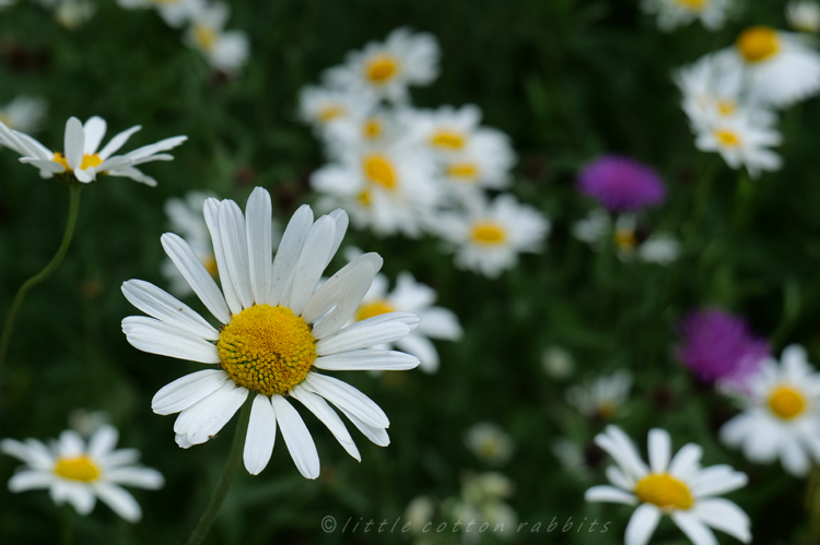 Daisies3