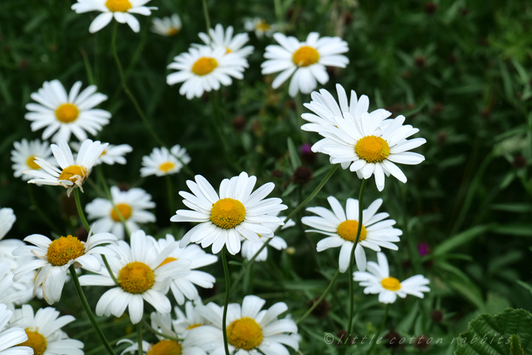 Daisies4