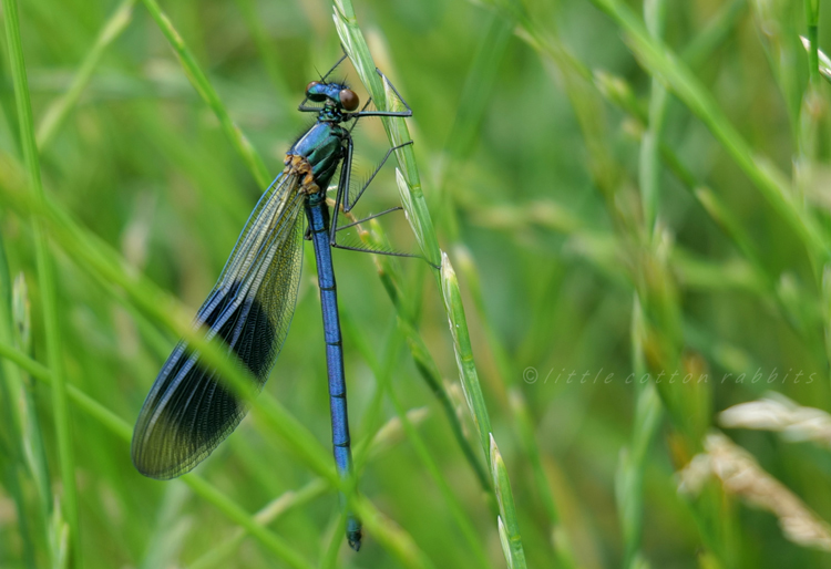 Damselfly