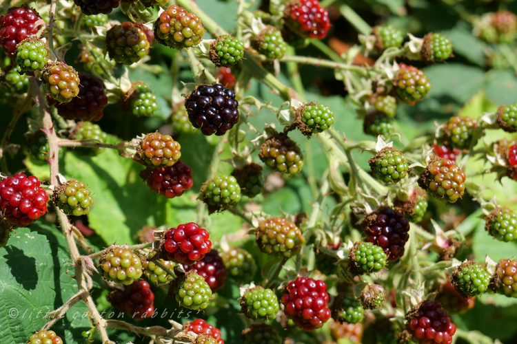 Blackberries