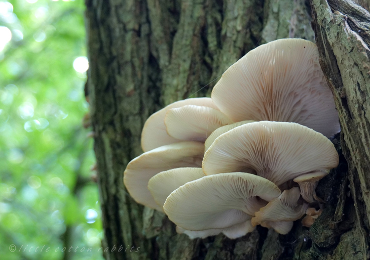 Oyster mushrooms