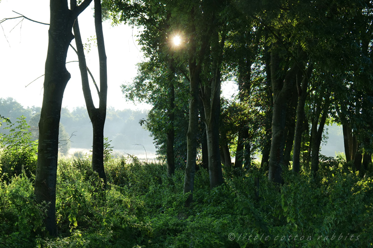 Sun through the trees