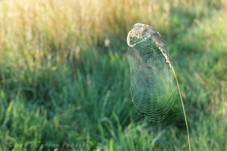 Cobweb grassesb