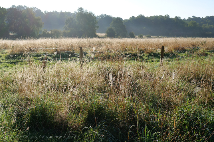 Dewy meadow