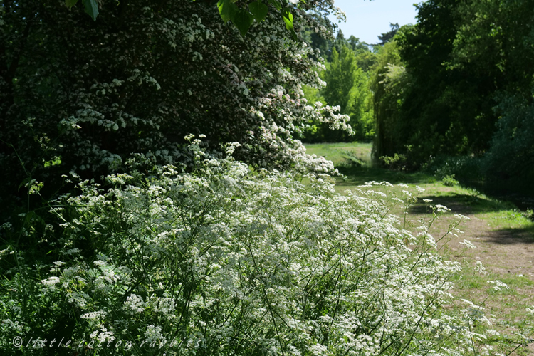 Cowparsley