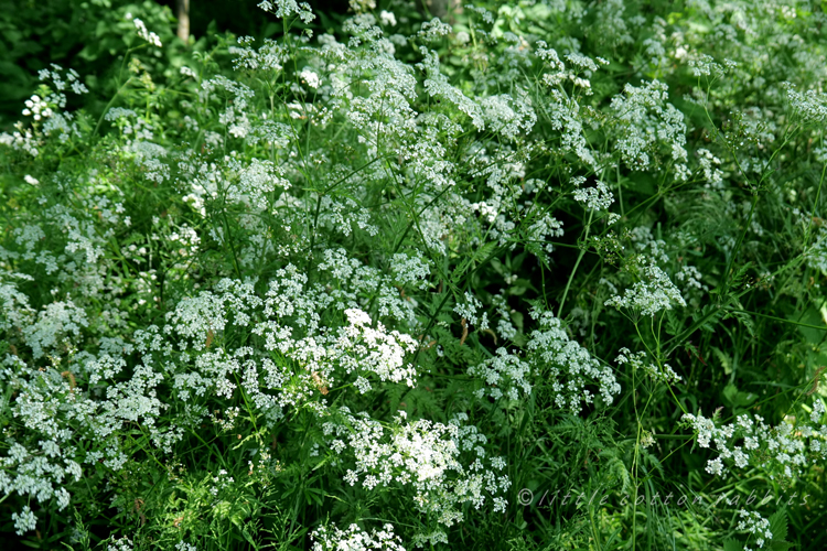 Cowparsley3