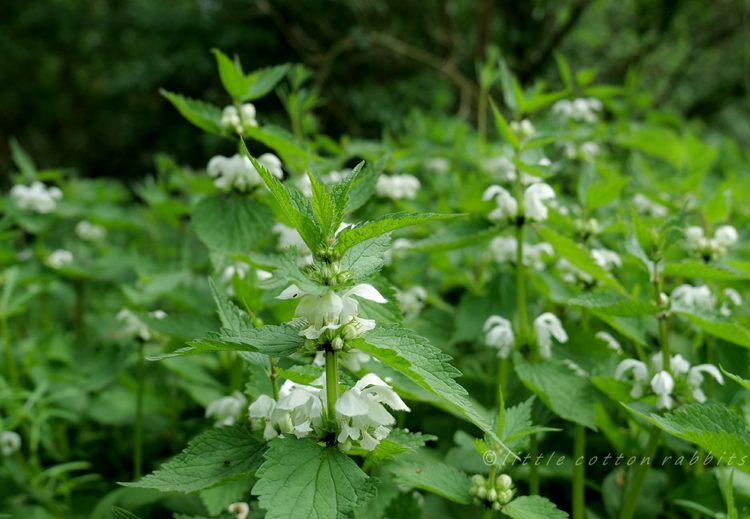 White nettle