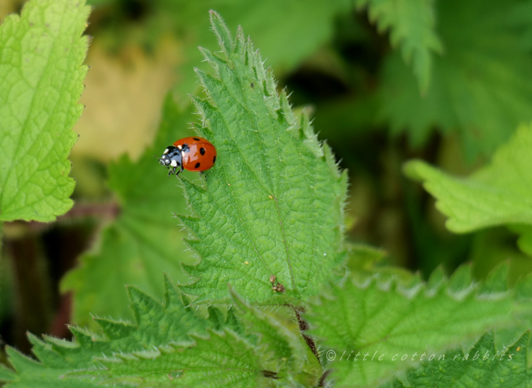 Ladybird3