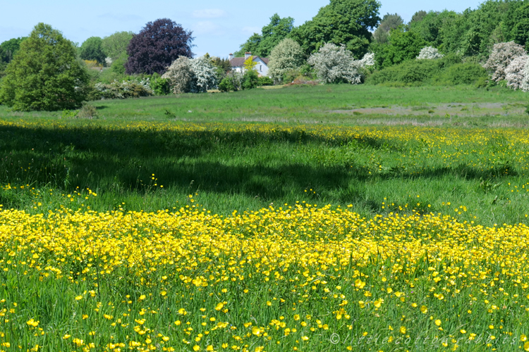 Buttercup meadow2