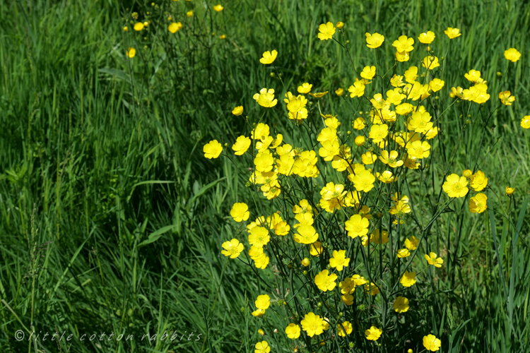 Buttercups