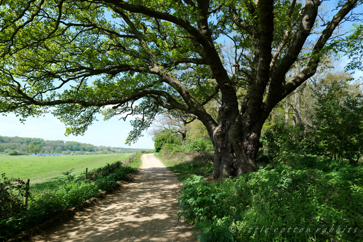 Oak path