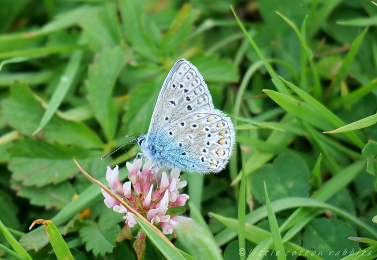 Commonbluebutterfly