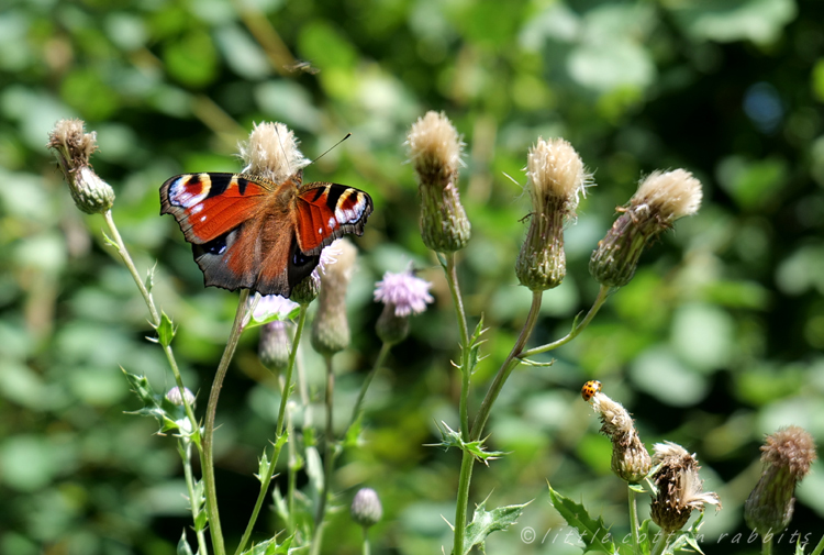 Peacock butterfly