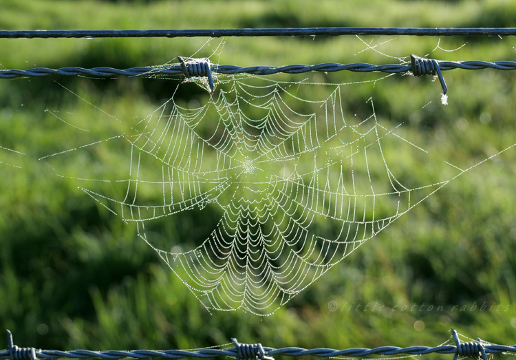 Dewycobweb