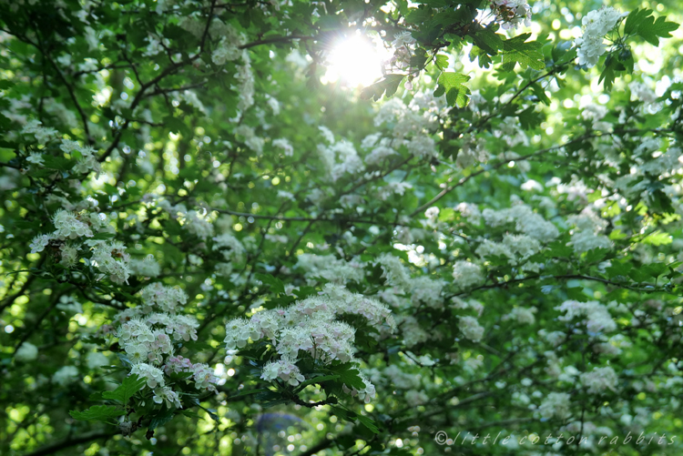 Hawthorn