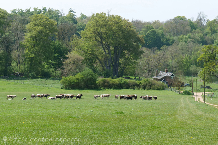 Cow field