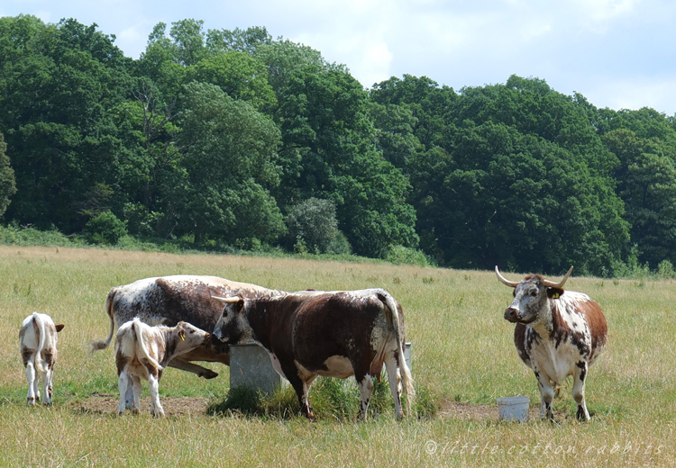 Cow kiss