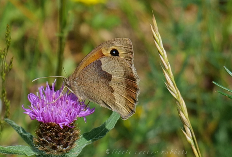 Meadow brown