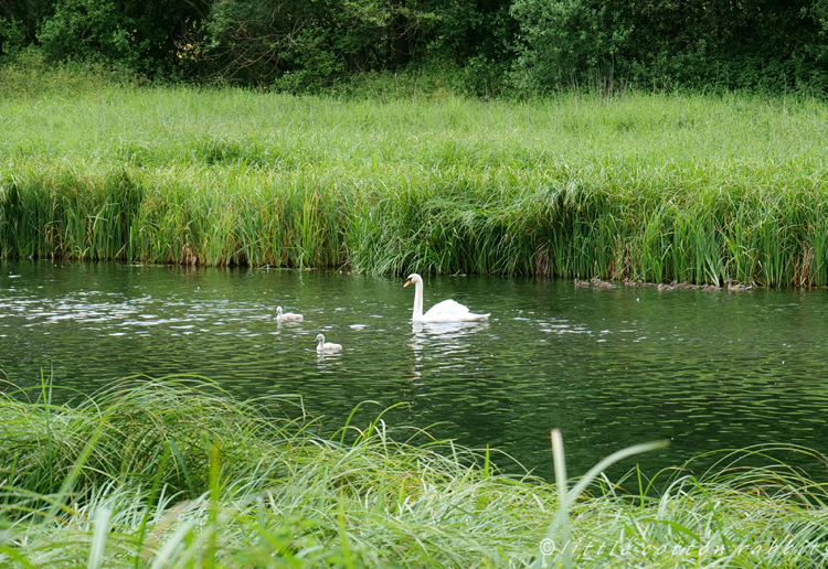 Swan and cygnets