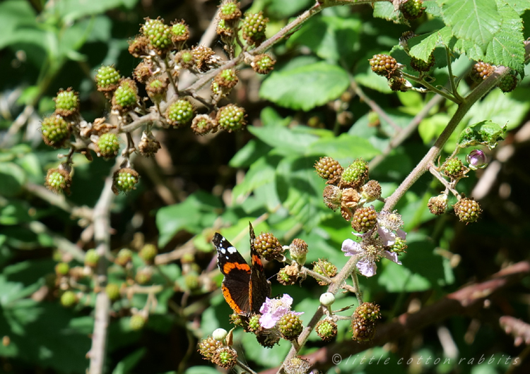 Red admiral