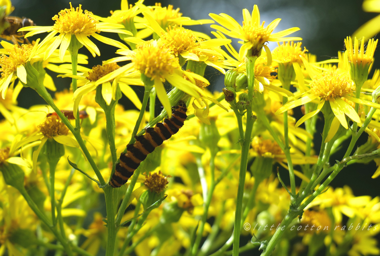 Cinabar moth caterpillarb