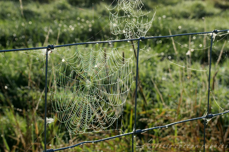 Dewy cobwebs