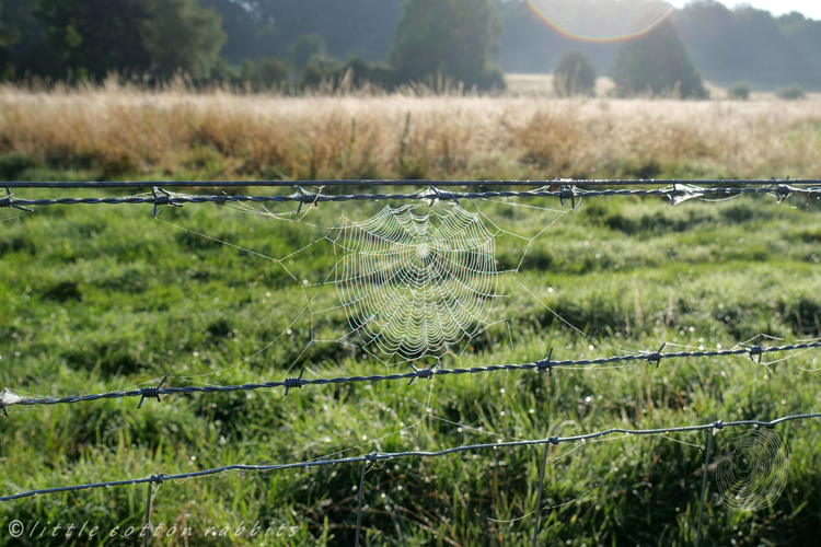 Cobwebfence