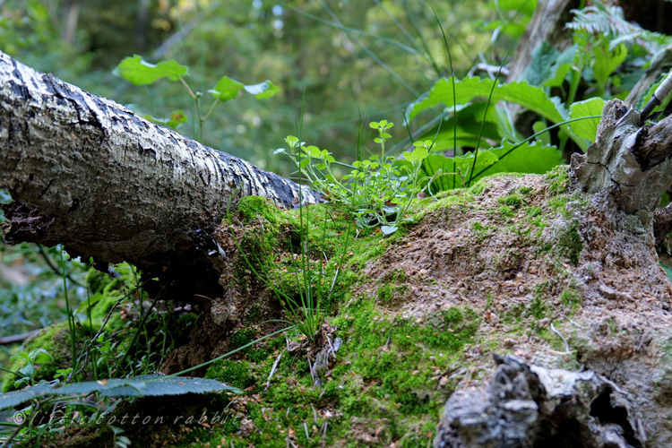 Treestump garden