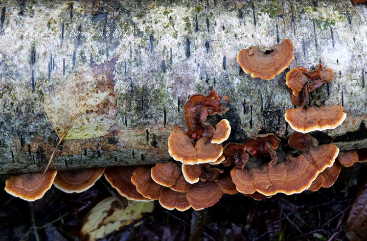 Turkeytail