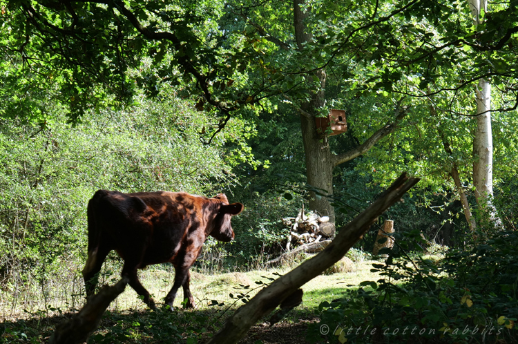 Woodland cow