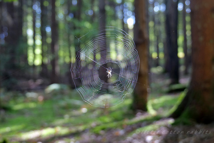 Forestspider