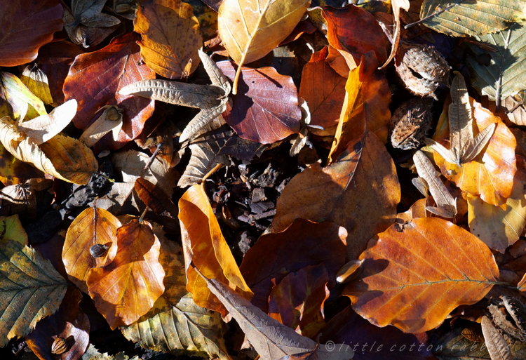 Leaves