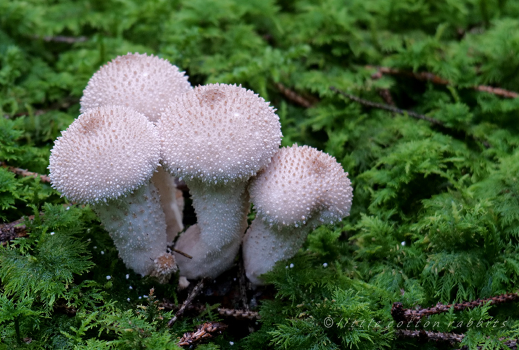 Puffballgroup