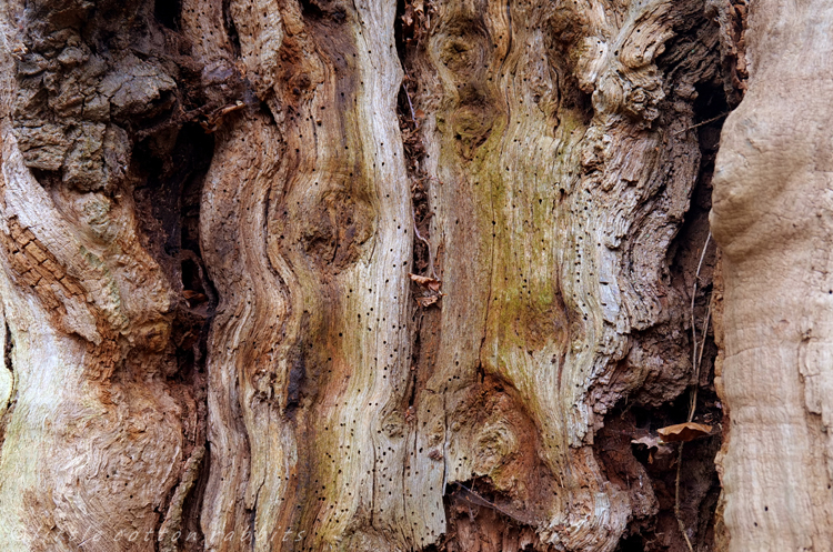 Treestump