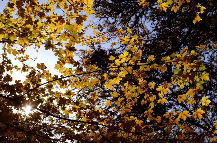 Golden leaves