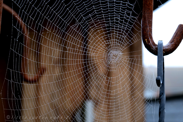 Dew on cobweb