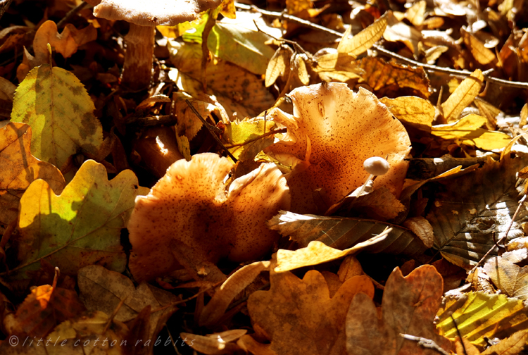 Sunlit toadstools