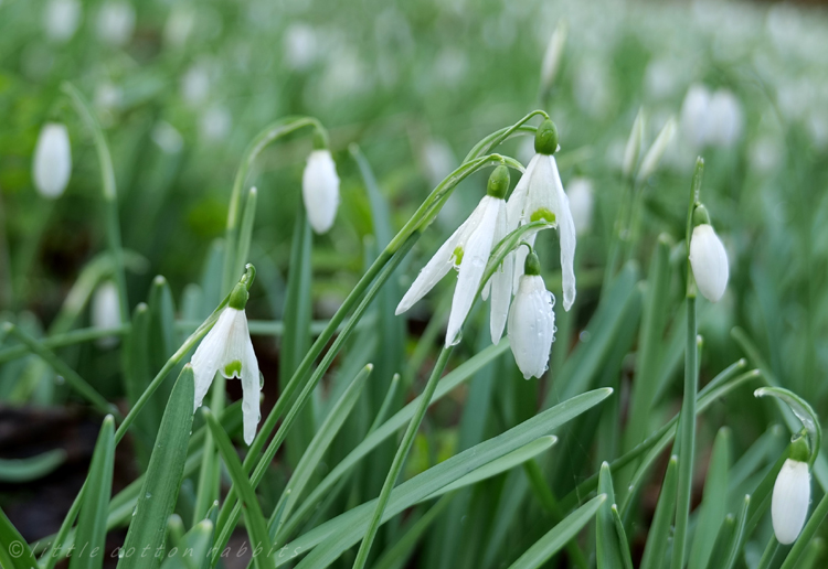 Snowdrops4