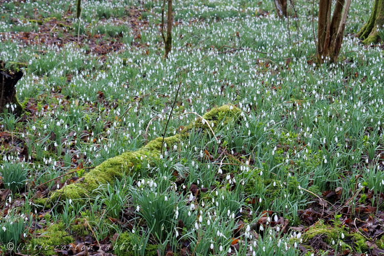 Snowdrops11